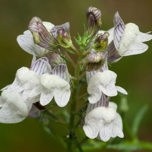 Photographie n°52549 du taxon Linaria repens (L.) Mill. [1768]