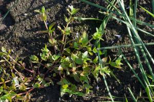 Jean-Jacques Houdré, le 10 septembre 2011 (Saint-Just-Saint-Rambert (Etang David))