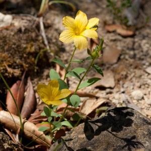 Photographie n°52557 du taxon Linum campanulatum L.