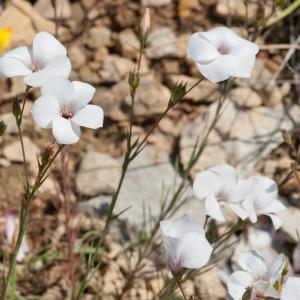 Photographie n°52559 du taxon Linum tenuifolium L. [1753]