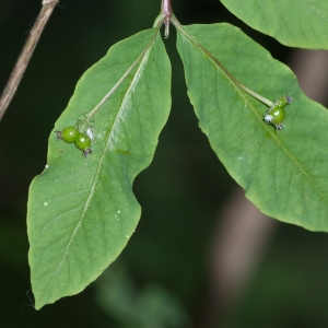 Photographie n°52571 du taxon Lonicera nigra L. [1753]