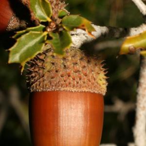 Photographie n°52584 du taxon Quercus coccifera L. [1753]