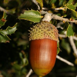 Photographie n°52587 du taxon Quercus coccifera L. [1753]