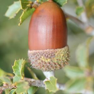 Photographie n°52593 du taxon Quercus coccifera L. [1753]