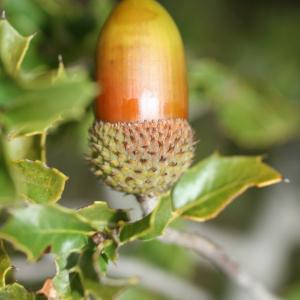 Photographie n°52596 du taxon Quercus coccifera L. [1753]