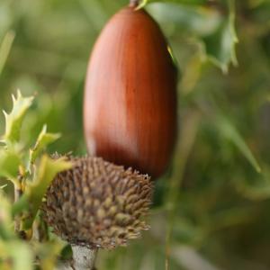 Photographie n°52597 du taxon Quercus coccifera L. [1753]