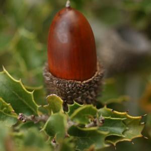 Photographie n°52599 du taxon Quercus coccifera L. [1753]