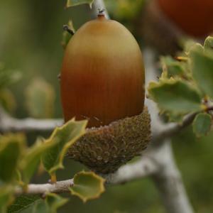 Photographie n°52604 du taxon Quercus coccifera L. [1753]