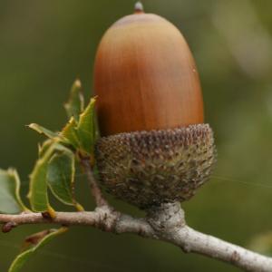 Photographie n°52605 du taxon Quercus coccifera L. [1753]