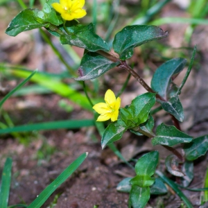 Photographie n°52623 du taxon Lysimachia nemorum L. [1753]