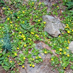 Photographie n°52624 du taxon Lysimachia nemorum L. [1753]