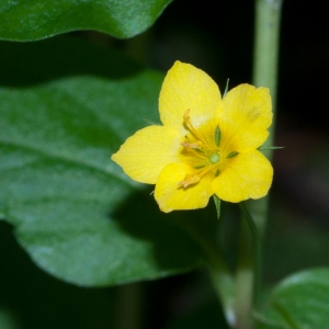 Photographie n°52625 du taxon Lysimachia nemorum L. [1753]