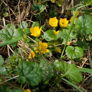 Photographie n°52626 du taxon Lysimachia nummularia L. [1753]