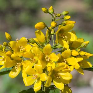 Photographie n°52627 du taxon Lysimachia vulgaris L. [1753]