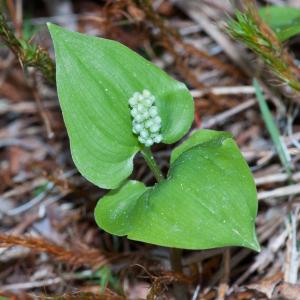 Photographie n°52630 du taxon Maianthemum bifolium (L.) F.W.Schmidt [1794]