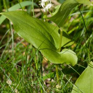 Photographie n°52631 du taxon Maianthemum bifolium (L.) F.W.Schmidt [1794]
