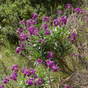 Photographie n°52632 du taxon Matthiola incana (L.) R.Br. [1812]