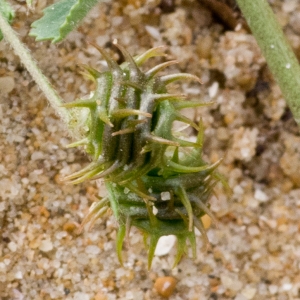 Photographie n°52637 du taxon Medicago littoralis Rohde ex Loisel. [1810]