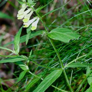 Photographie n°52639 du taxon Melampyrum pratense L. [1753]