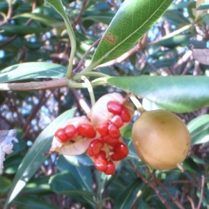 Photographie n°52646 du taxon Pittosporum tobira (Thunb.) W.T.Aiton [1811]