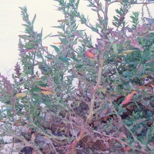 Photographie n°52649 du taxon Chenopodium polyspermum L. [1753]