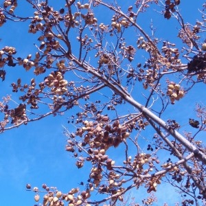 Photographie n°52664 du taxon Paulownia tomentosa (Thunb.) Steud. [1841]