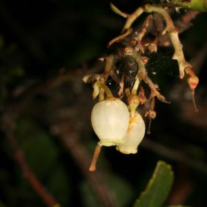 Photographie n°52676 du taxon Arbutus unedo L. [1753]