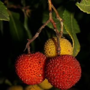 Photographie n°52679 du taxon Arbutus unedo L. [1753]