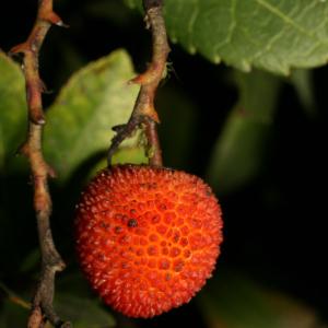 Photographie n°52680 du taxon Arbutus unedo L. [1753]