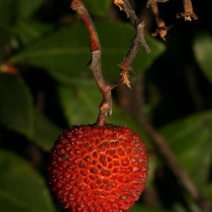 Photographie n°52681 du taxon Arbutus unedo L. [1753]