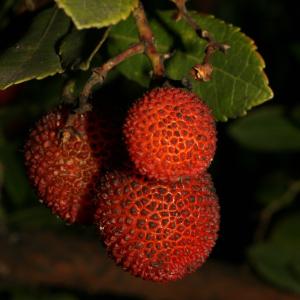 Photographie n°52685 du taxon Arbutus unedo L. [1753]