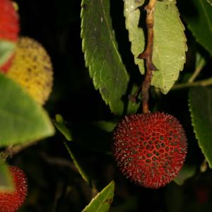 Photographie n°52688 du taxon Arbutus unedo L. [1753]