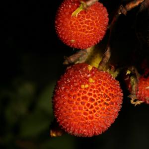 Photographie n°52689 du taxon Arbutus unedo L. [1753]