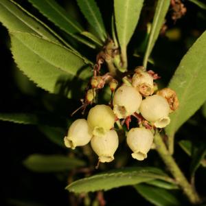 Photographie n°52692 du taxon Arbutus unedo L. [1753]