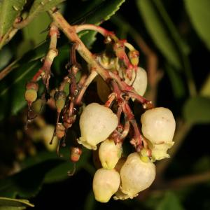 Photographie n°52701 du taxon Arbutus unedo L. [1753]