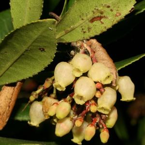 Photographie n°52702 du taxon Arbutus unedo L. [1753]