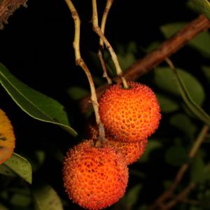 Photographie n°52706 du taxon Arbutus unedo L. [1753]