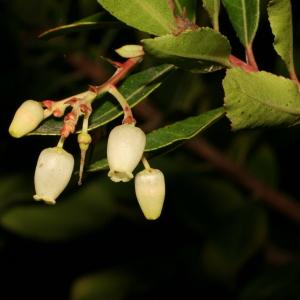 Photographie n°52722 du taxon Arbutus unedo L. [1753]