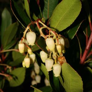 Photographie n°52733 du taxon Arbutus unedo L. [1753]