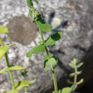 Photographie n°52747 du taxon Mentha suaveolens Ehrh. [1792]