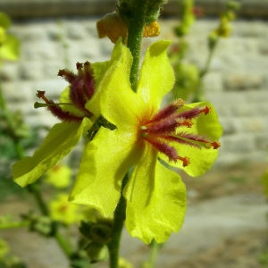 Photographie n°52753 du taxon Verbascum sinuatum L. [1753]