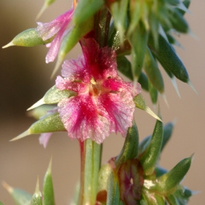 Salsola kali subsp. rosacea (L.) Celak. (Soude brûlée)