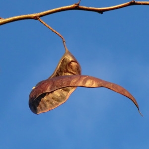 Photographie n°53777 du taxon Gleditsia triacanthos L. [1753]