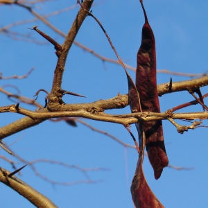 Photographie n°53779 du taxon Gleditsia triacanthos L. [1753]