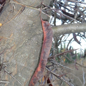 Photographie n°53788 du taxon Gleditsia triacanthos L. [1753]