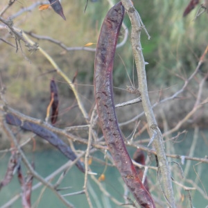 Photographie n°53790 du taxon Gleditsia triacanthos L. [1753]