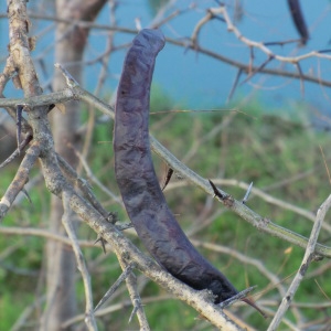 Photographie n°53791 du taxon Gleditsia triacanthos L. [1753]