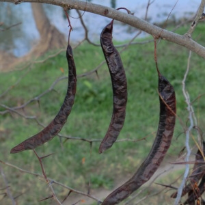 Photographie n°53794 du taxon Gleditsia triacanthos L. [1753]