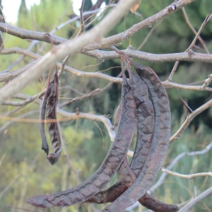 Photographie n°53797 du taxon Gleditsia triacanthos L. [1753]