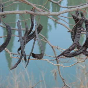 Photographie n°53798 du taxon Gleditsia triacanthos L. [1753]